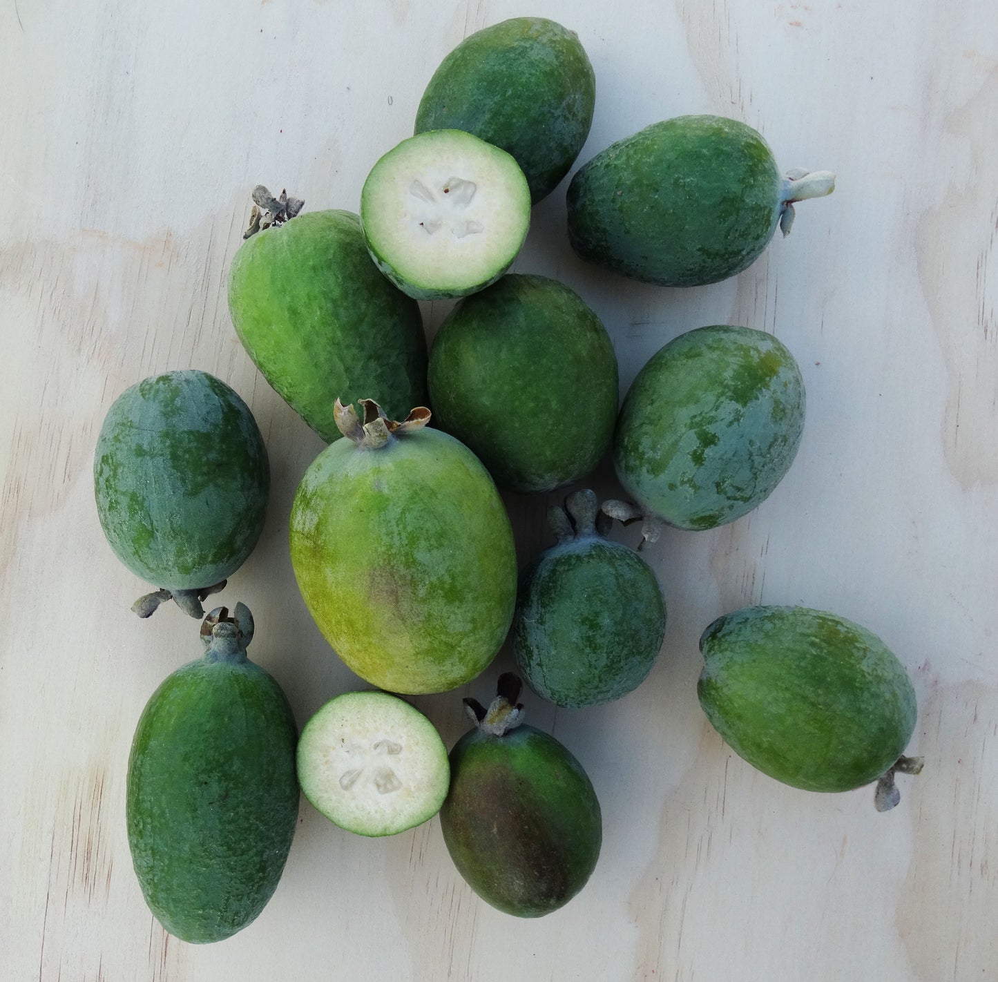 Still Growing! | Feijoas (Pineapple guava)
