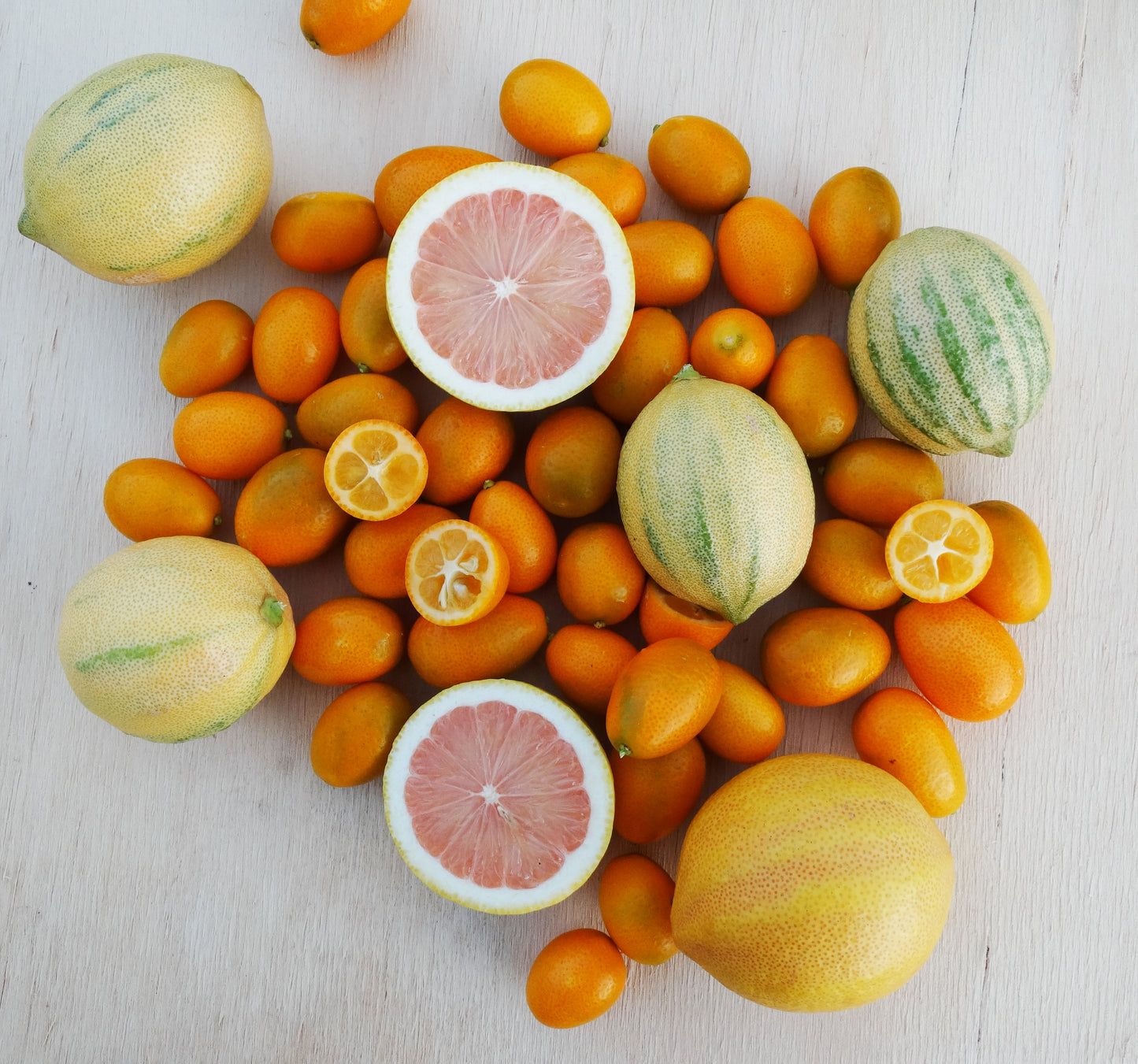 Still Growing! | Pink Lemons & Kumquats