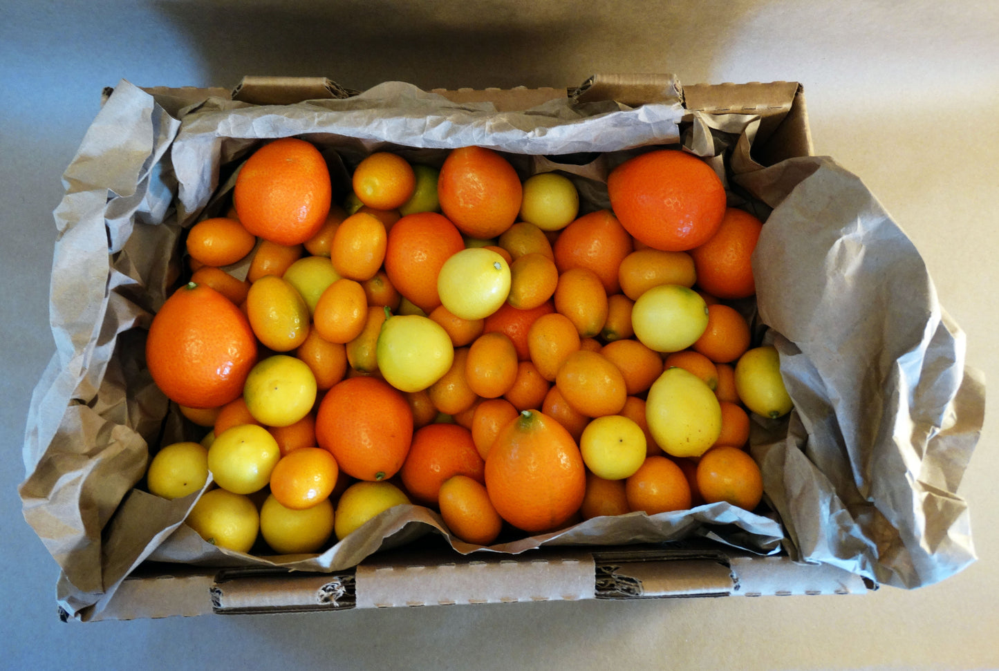 Still Growing! | Kumquat, Mandarinquat & Limequat Bundle | 2lbs of each