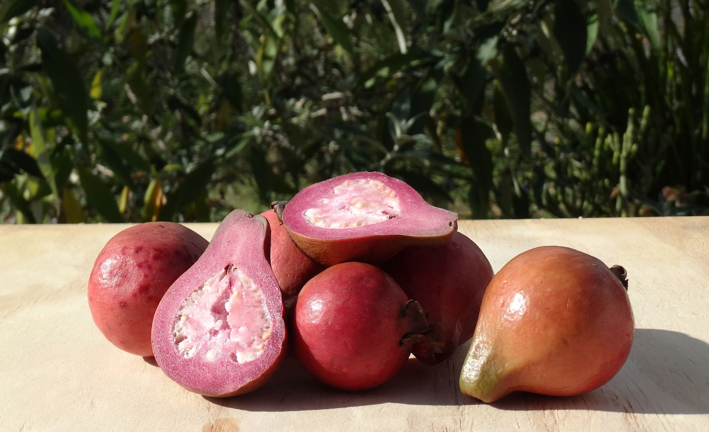 Purple Guava