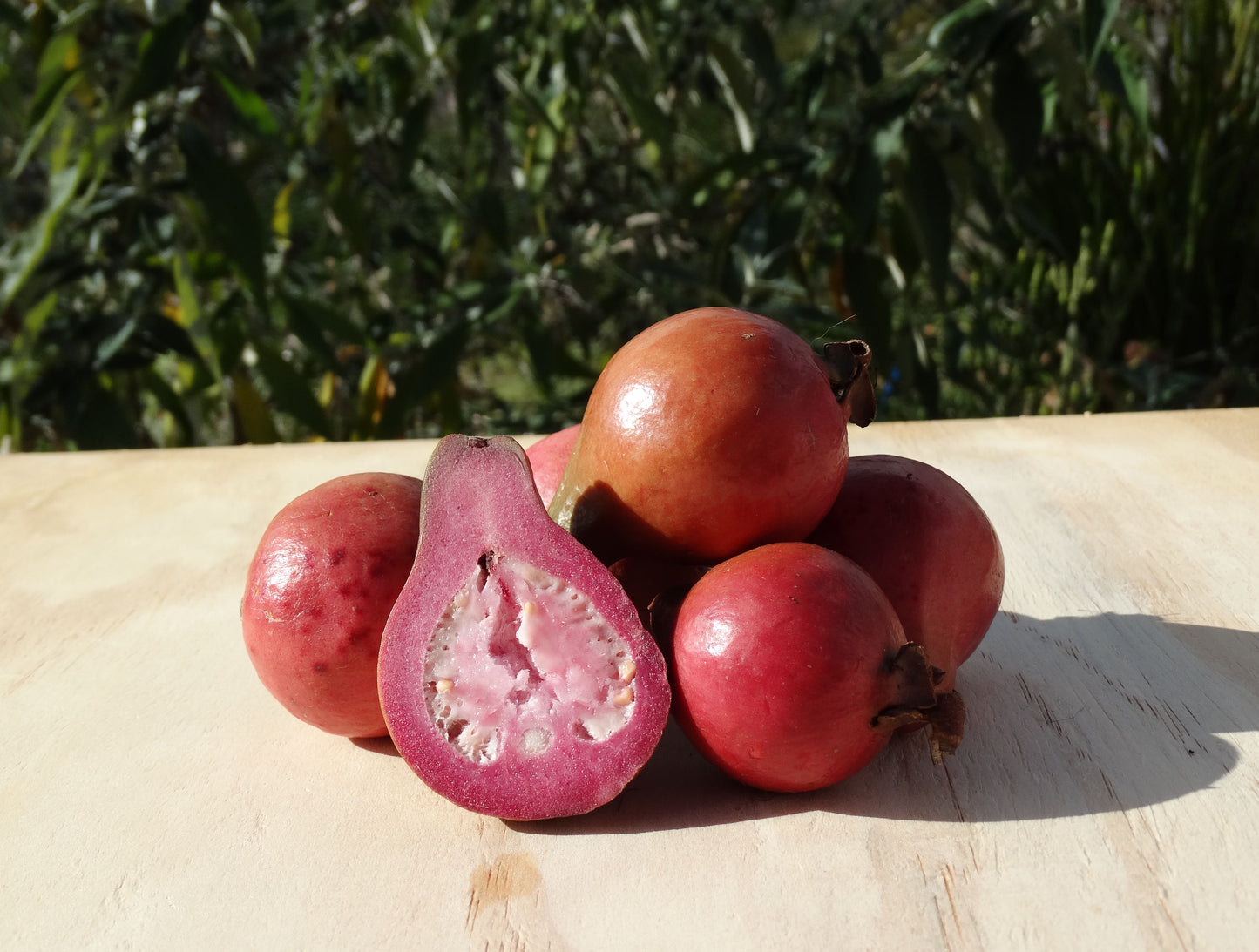 Purple Guava
