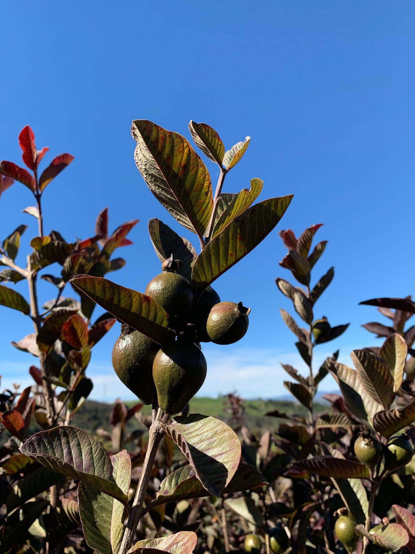 Purple Guava