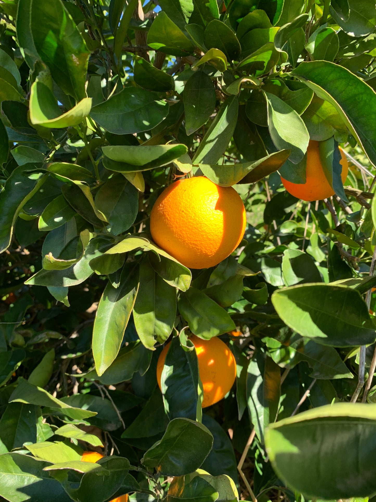 Cara Cara Oranges