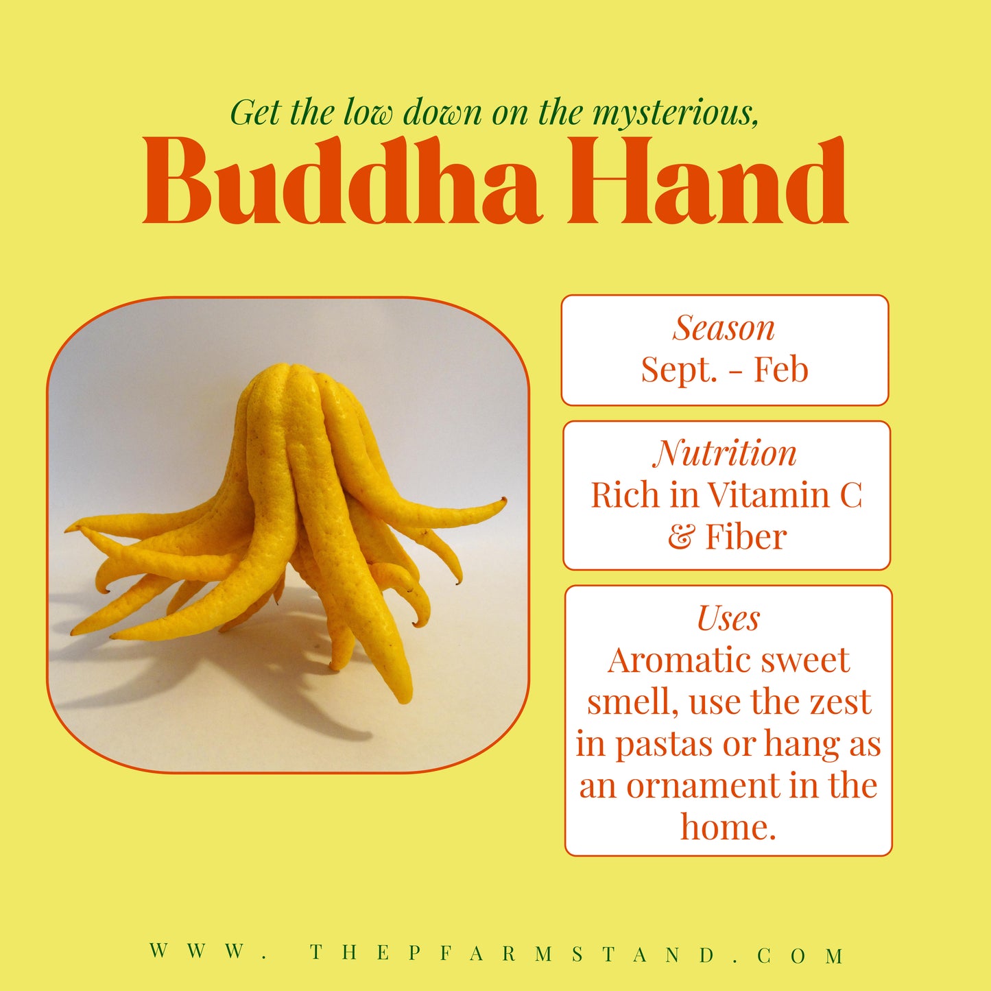 Still Growing!| Pre- Order Buddha Hand