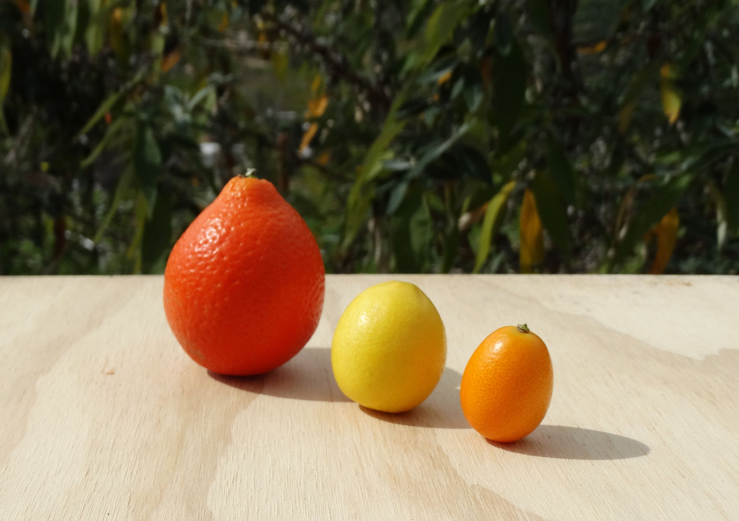 Still Growing! | Pre- Order Kumquat, Mandarinquat & Limequat Bundle | 2lbs of each