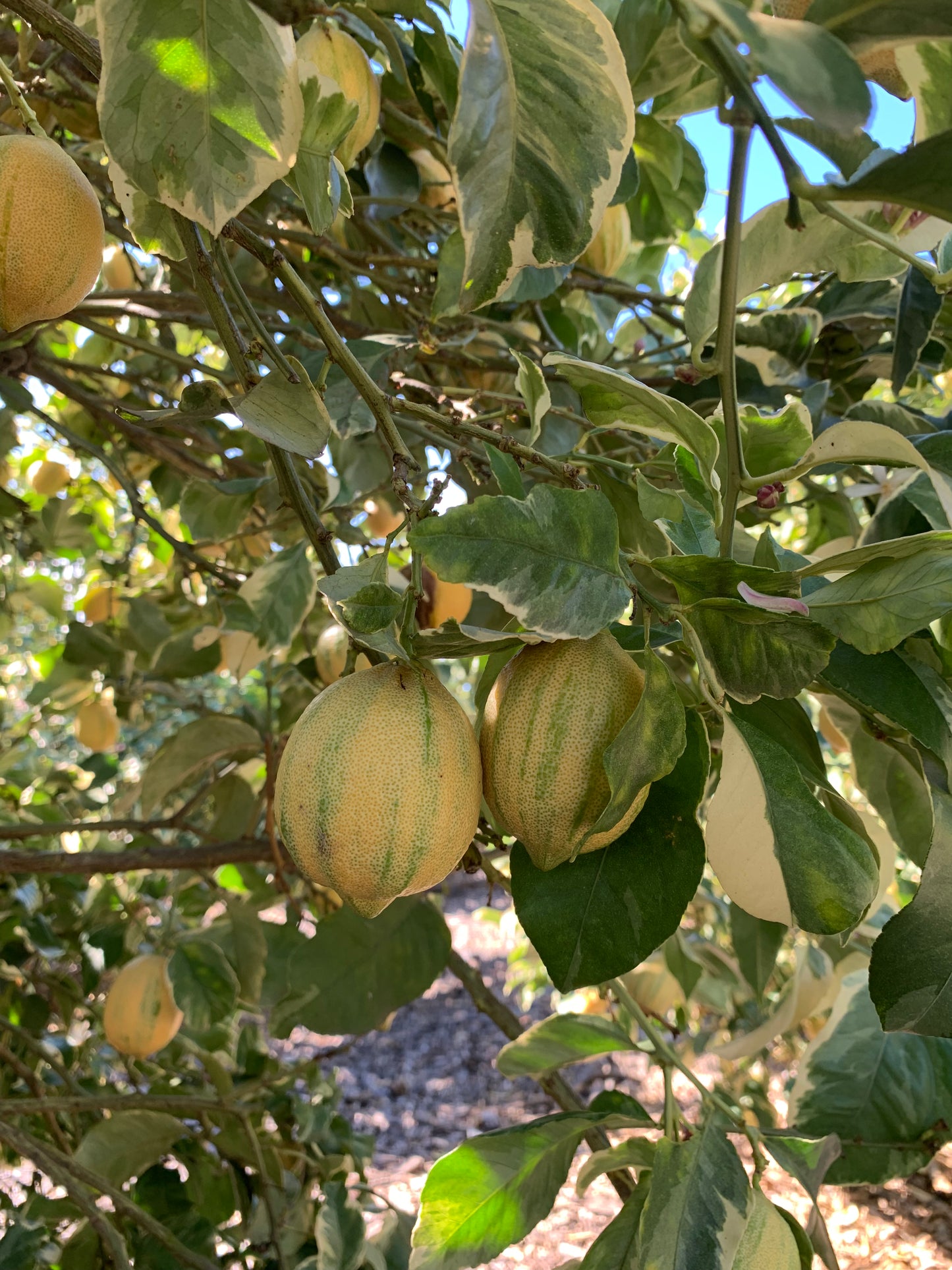 Pink Variegated Lemons