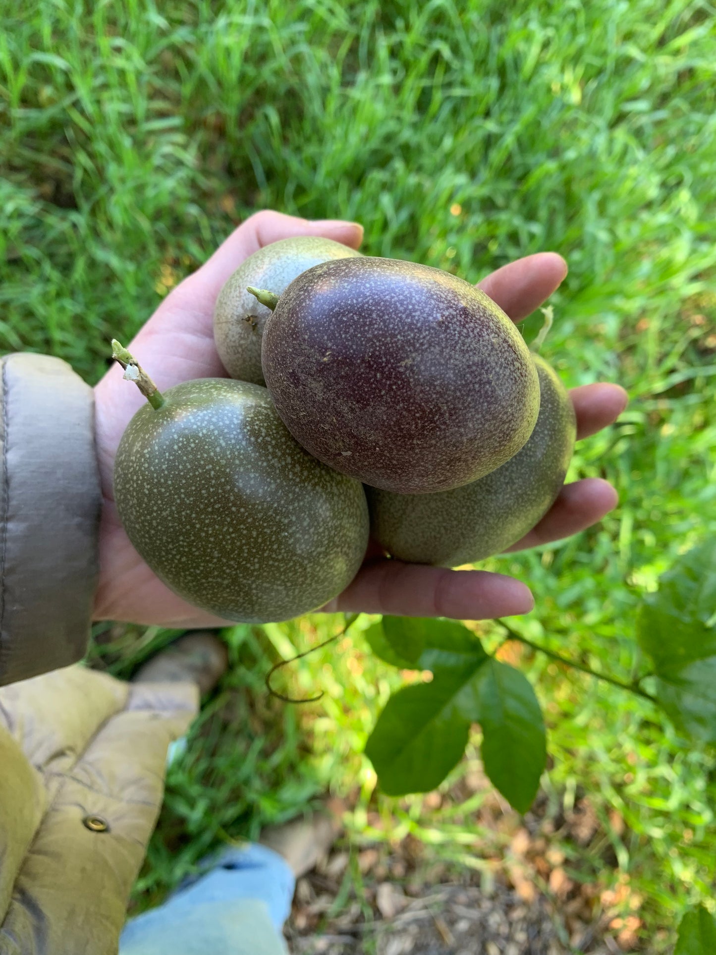 Passion Fruit | In Season Now!