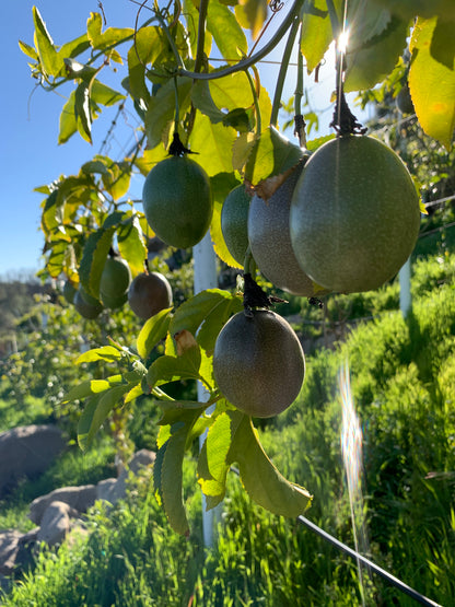 Passion Fruit | In Season Now!