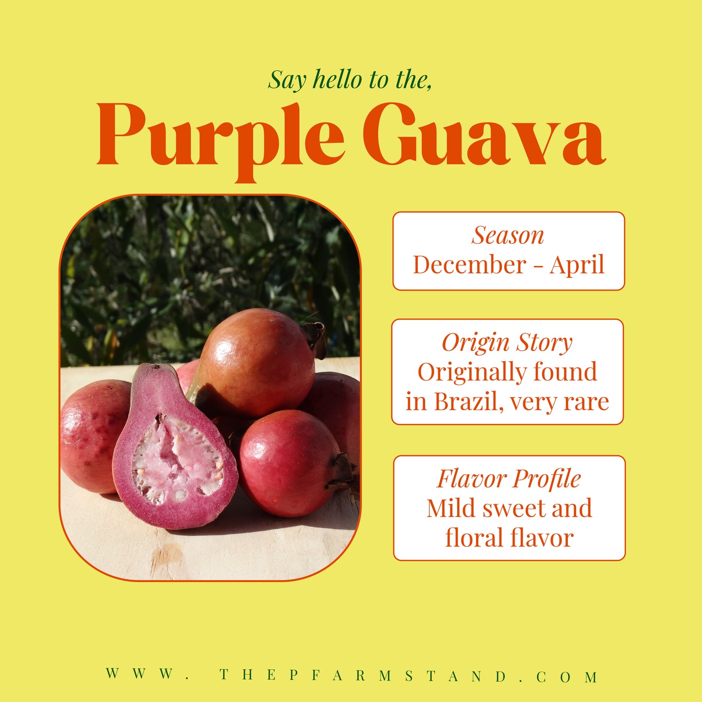 Still Growing! | Pre- Order Purple Guava