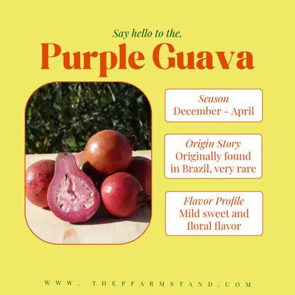 Still Growing! | Pre- Order Purple Guava